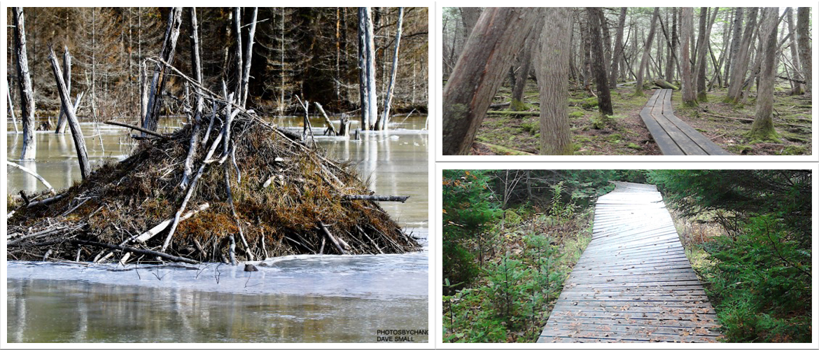 a montage of images including a beaver dam and boardwalks